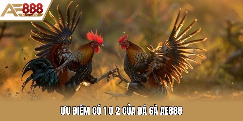 Ưu điểm có 1 0 2 của đá gà AE888